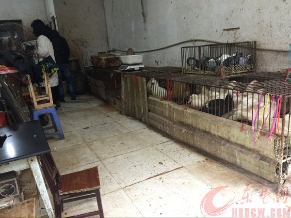 大冶多家菜市场用松香给鸡鸭脱毛 是工业松香还是食用松香，有关部门将进行检查